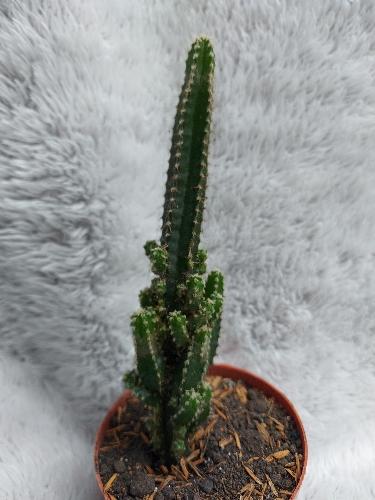 Acanthocereus tetragonus