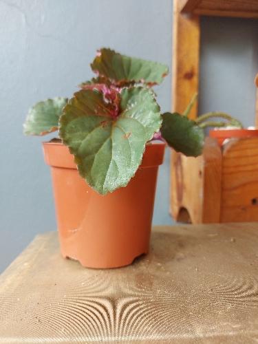 Begonia cucullata