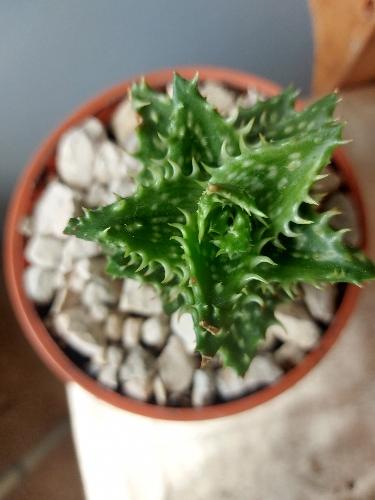 Aloe Juvenna