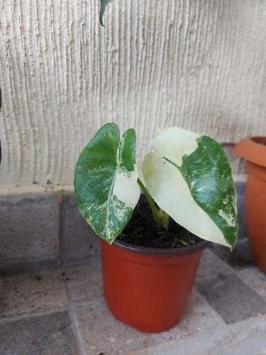 Alocasia variegada