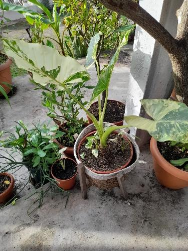 Alocasia variegada grande