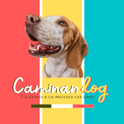 CAMINANDOG COLOMBIA 