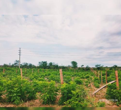 Lotes en la carretera camiri en lengua seca