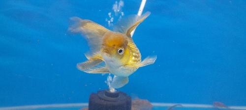 Goldfish hamanishiki adulto