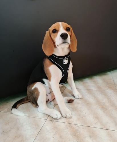 Anestesia perro mediano