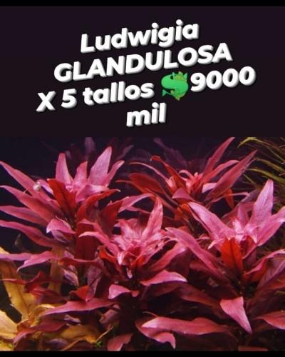 Ludwigia GLANDULOSA red x 5 tallos 