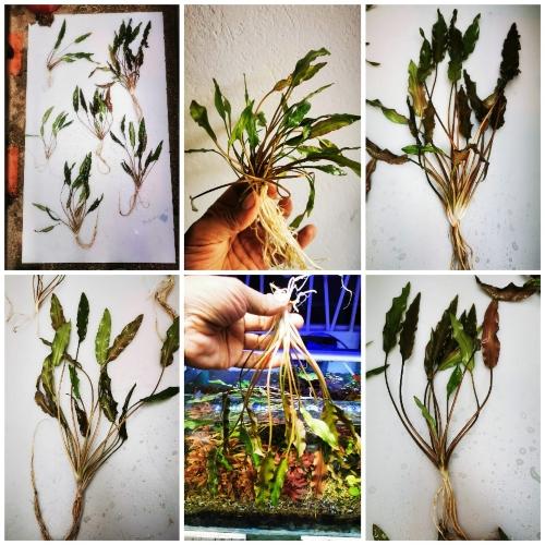 Planta acuática cryptocoryne x tallo 