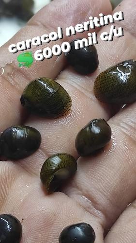 Caracoles neritina x unidad 