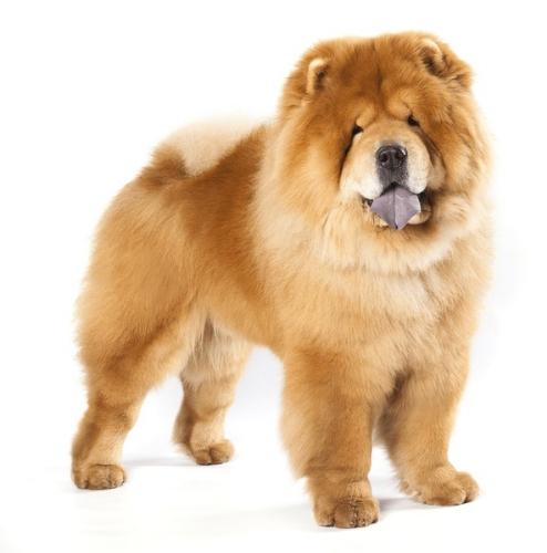 Chow Chow 10 kg