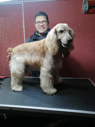 Cocker, cruzas (sea manto rizado, lacio, duro o mixto entre otras similares).