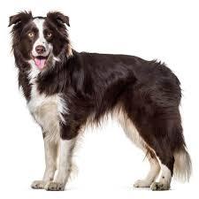 Border Collie Perros de doble capa de 20 a 40 kg.