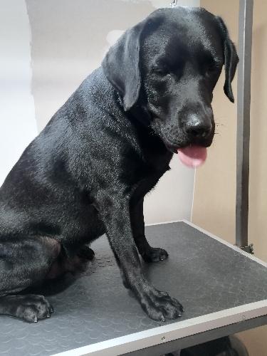 Labrador o mestizo de 20 kg o mad