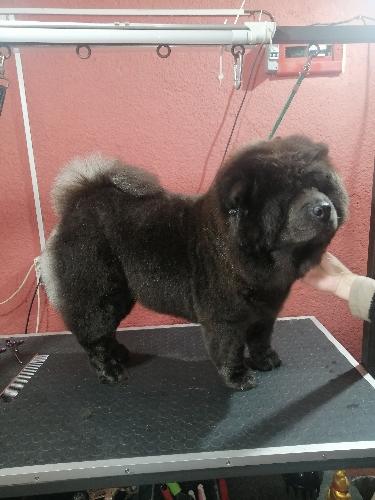 Chow Chow de 15 a 30 kg