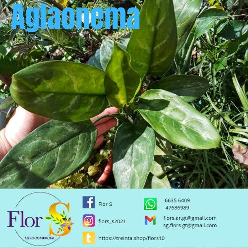 Imagen 1 de Aglaonema (café ornamental)