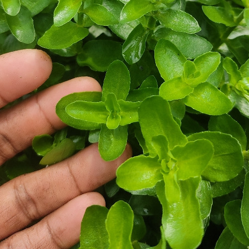 Imagen 1 de Bacopa Caroliniana