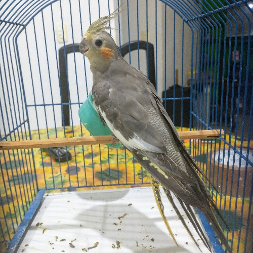 Imagen 1 de Ninfa ⚧️ ancestral clásica