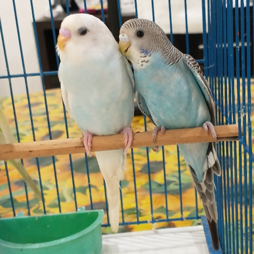 Imagen 1 de Australiano ♂️ diluido azul (derecha)