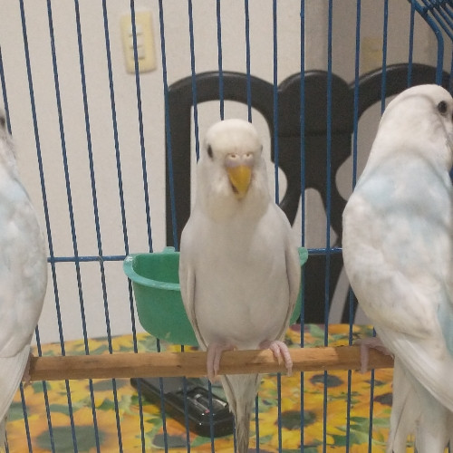 Imagen 1 de Australiano ♀️ diluida azul 