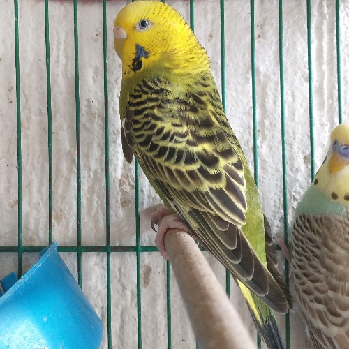 Imagen 1 de Australiano ♀️ verde 