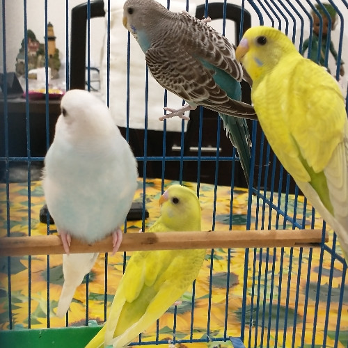 Imagen 1 de Australiano ♂️ diluido verde  