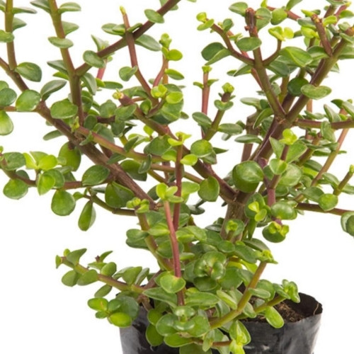 Imagen 1 de Árbol de la abundancia 8.00