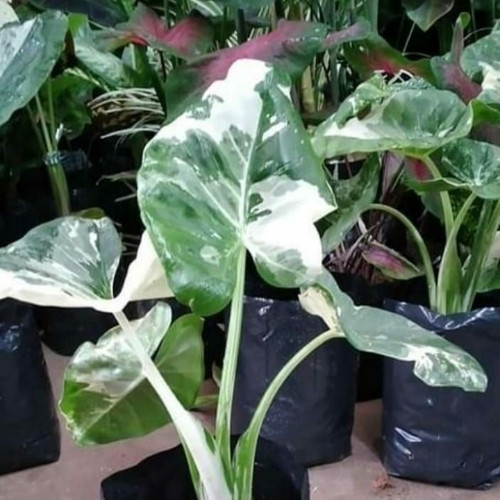 Imagen 1 de Alocacia variegata chica 6.00