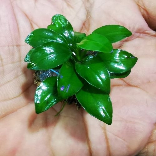 Imagen 1 de Anubias nana petite de 8 a 10 hojas