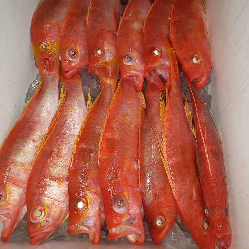 Imagen 1 de Pargo Chino