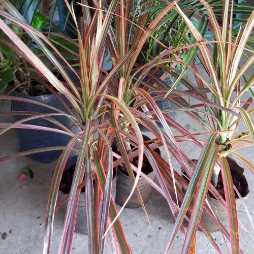 Imagen 1 de Dracena tricolar