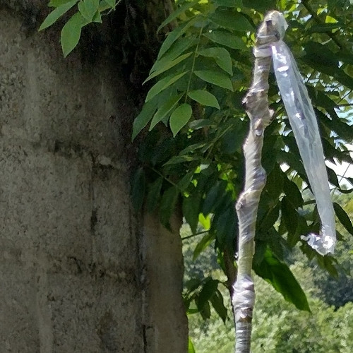 Imagen 1 de Aguacate