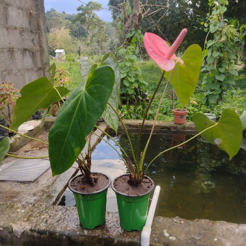 Imagen 1 de Anturio rosado