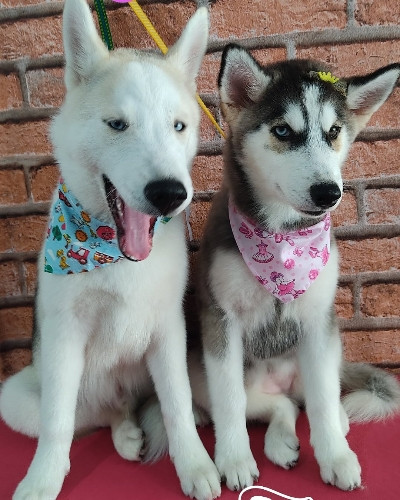 Imagem 1 de 00123 Banho médio porte