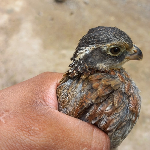 Imagen 1 de Codorniz BOBWHITE 
