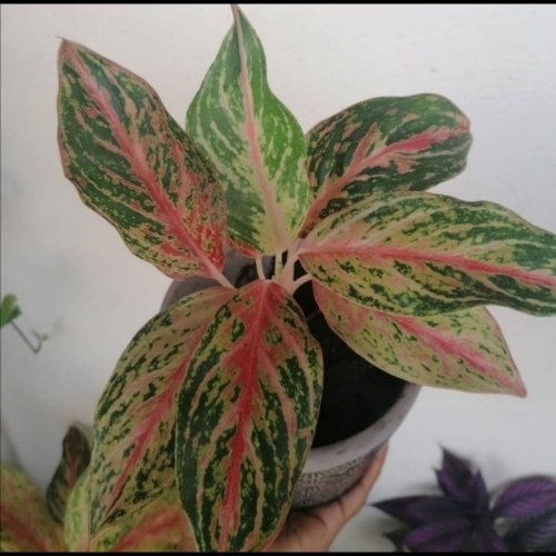 Imagen 1 de Agloenemas #5  $4.75