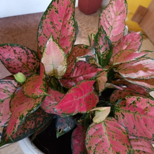 Imagen 1 de Agloenema #6 $18.00