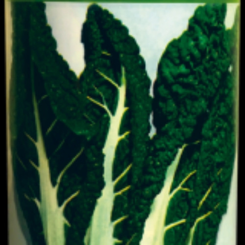 Imagen 1 de Acelga Var. Fordhook Giant x Cucharada