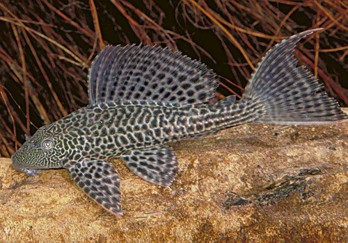 Imagem 1 de Cascudo Abacaxi