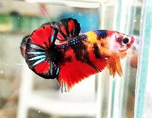 Imagem 1 de betta macho linhagem