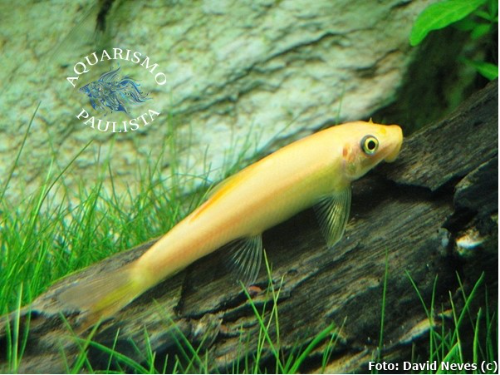 Imagem 1 de ALGA EATHER