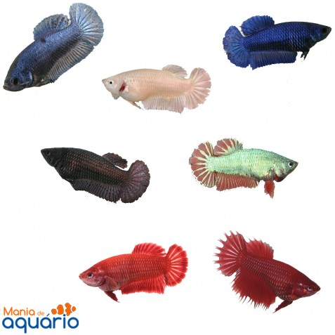 Imagem 1 de betta femea crontail, dumbo 