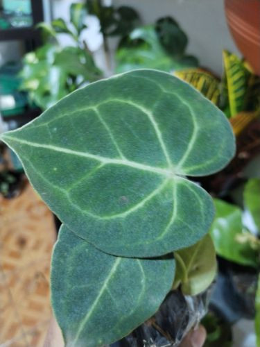 Imagen 1 de Anturio Cristal / Clarinervium