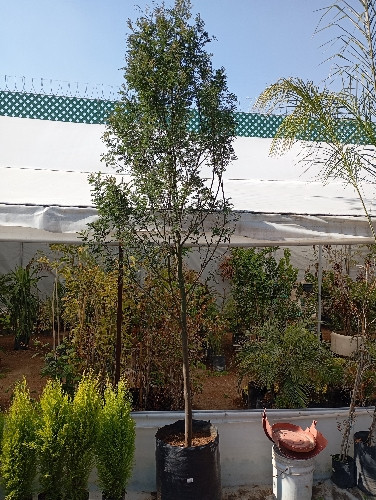 Imagen 1 de Acacia verde B55