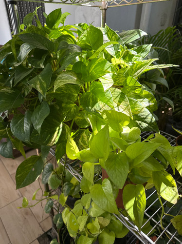 Imagen 1 de C. Totopo