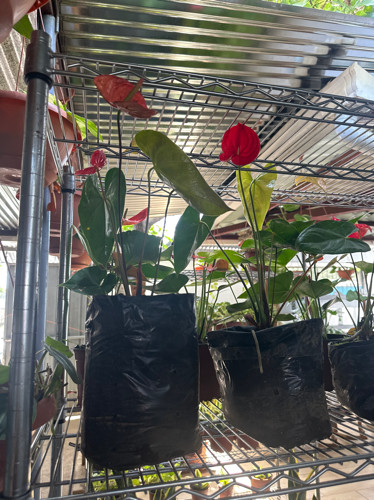 Imagen 1 de Anturio en bolsa