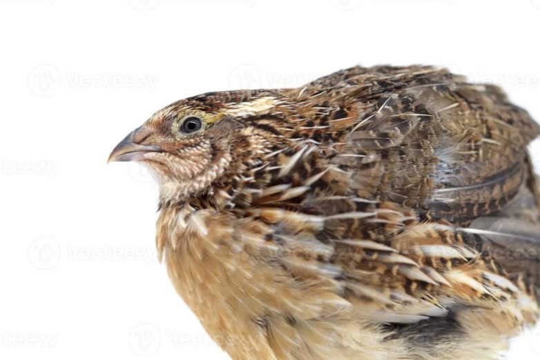 Imagen 1 de Codornices machos | Plumitas y Plumas