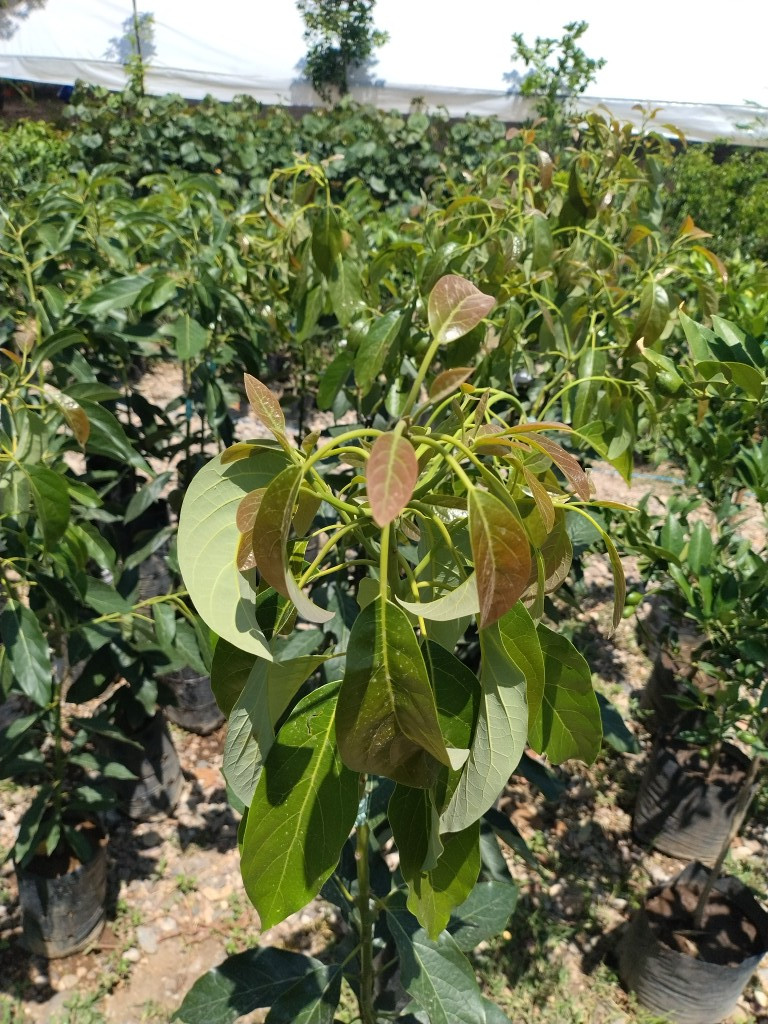 Imagen 1 de Aguacate hass grande