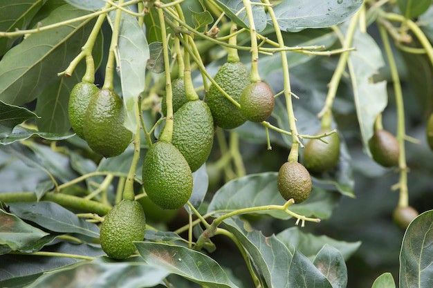 Imagen 1 de Aguacate Hass B8