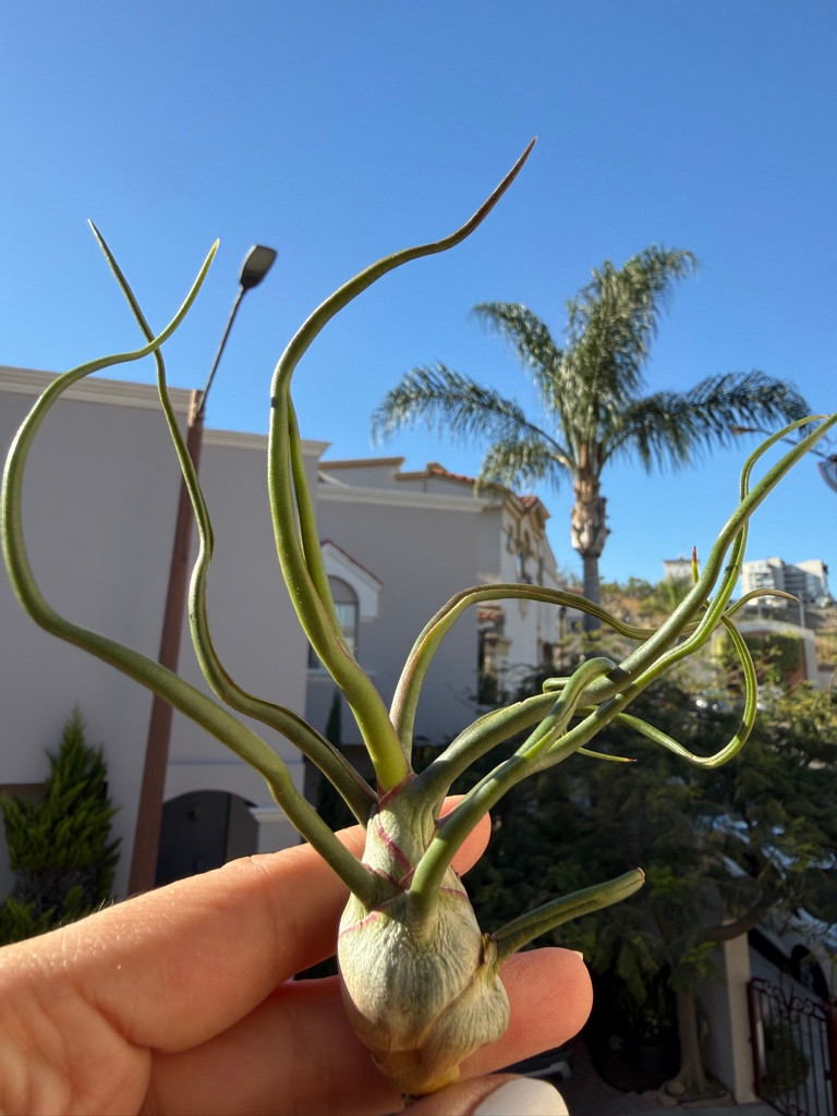 Imagen 1 de Bulbosa