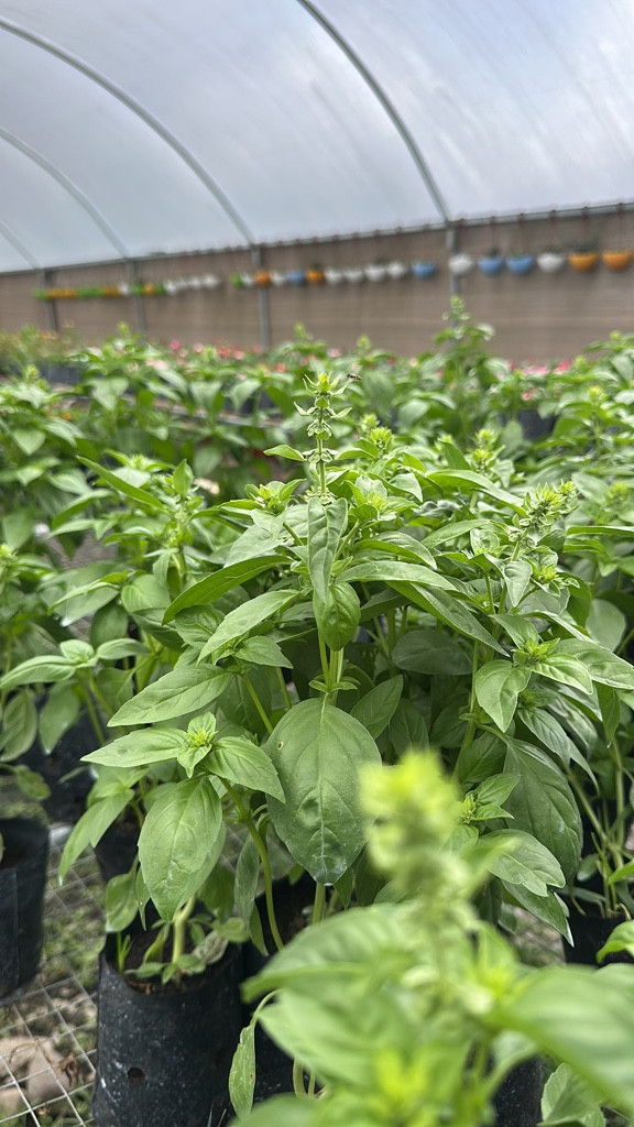Imagen 1 de Albahaca