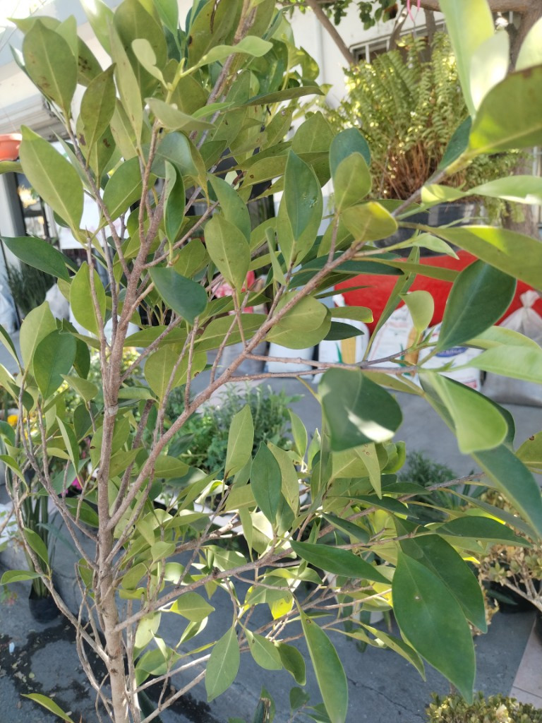 Imagen 1 de Árbol Laurel